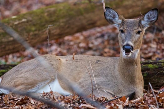 Beautiful photo of the wild deer on the ground