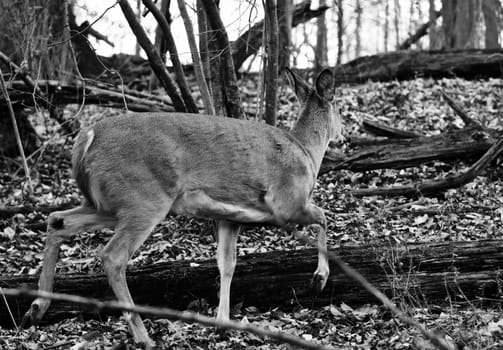 Photo with a wild deer going to the forest