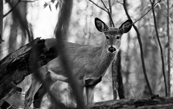Black and white photo of a cute young deer