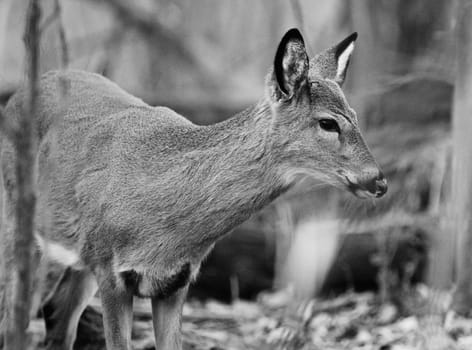 Beautiful black and white portrait of a cute young deer