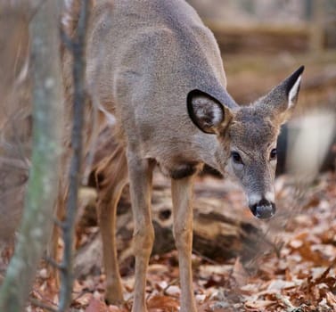 Picture with the cute wild deer in the forest