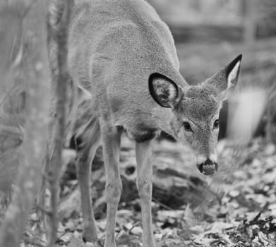 Black and white photo of a young deer in the forest
