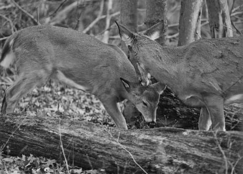 Photo of mother's kiss from the deer
