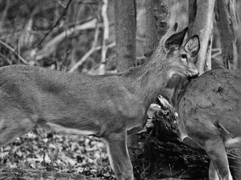 Black and white photo of the pair of deers in the forest