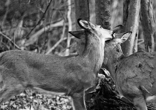 A pair of deers show love to each other