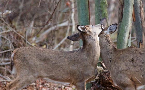 Image with a cute pair of deers in the forest