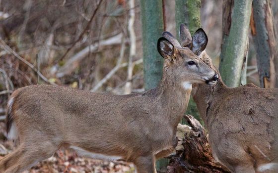 Two beautiful deers together in the forest