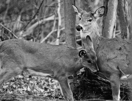 Beautiful black and white picture with a family of deers in the forest