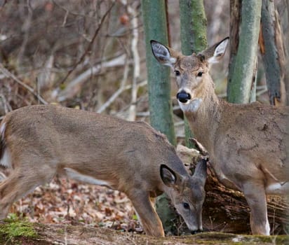 Photo of the pair of cute deers