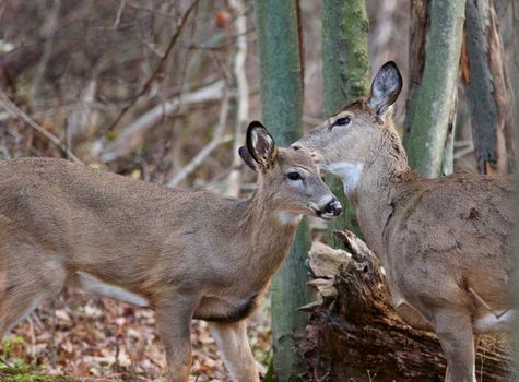 Cute pair of deers are showing their love to each other