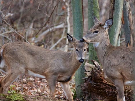 Beautiful image with the cute deers in the forest