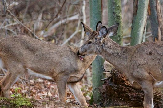 Photo of two wild deers licking each other