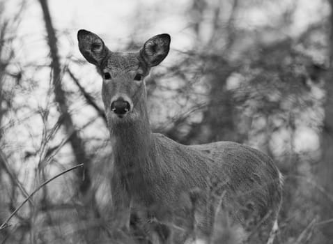 Beautiful photo of the wild deer in the forest