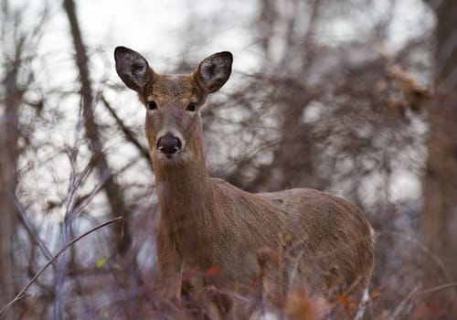 Beautiful image with the wild deer in the forest