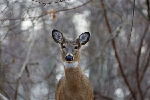 Beautiful wild deer in the forest