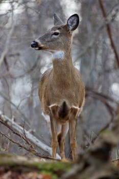 Beautiful picture with a wild deer