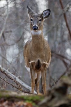 Photo of the wild deer in autumn