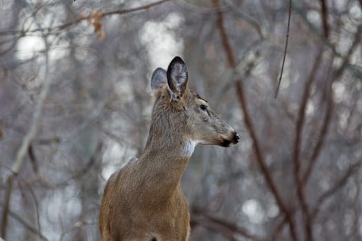Image of the wild deer looking back
