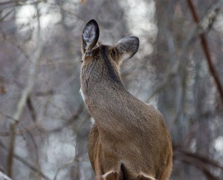 Photo of a deer looking back on something in the forest