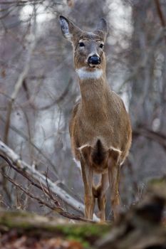 Image with a deer listening some noise in the forest