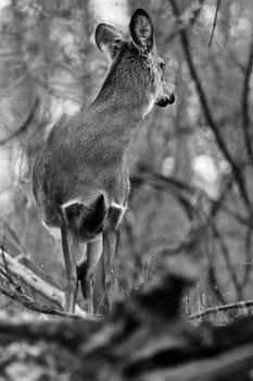 Beautiful black and white photo of a wild deer in the forest