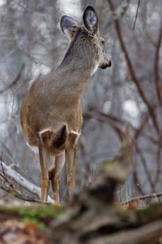 Beautiful picture of a wild deer in the forest