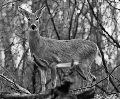 Black and white picture of a deer standing in the forest