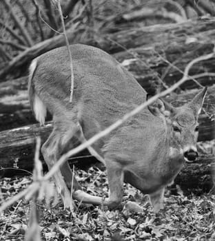 Photo of a deer sitting down on the ground in the forest