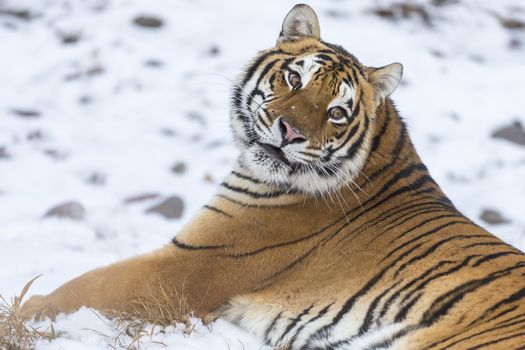 A Bengal Tiger in a snowy Forest hunting for prey.