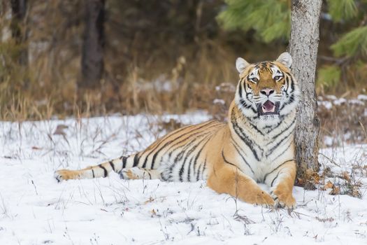 A Bengal Tiger in a snowy Forest hunting for prey.