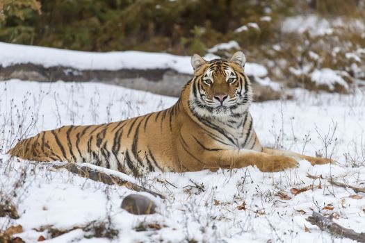 A Bengal Tiger in a snowy Forest hunting for prey.