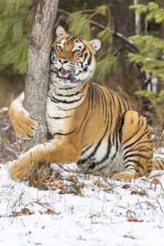 A Bengal Tiger in a snowy Forest hunting for prey.