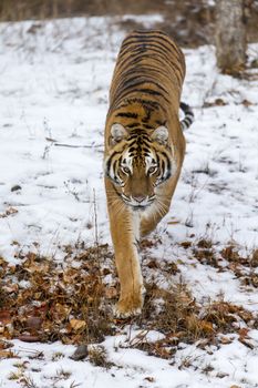 A Bengal Tiger in a snowy Forest hunting for prey.