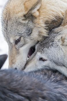 A pack of Tundra Wolves in a snowy Forest hunting for prey.