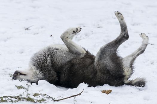 A pack of Tundra Wolves in a snowy Forest hunting for prey.