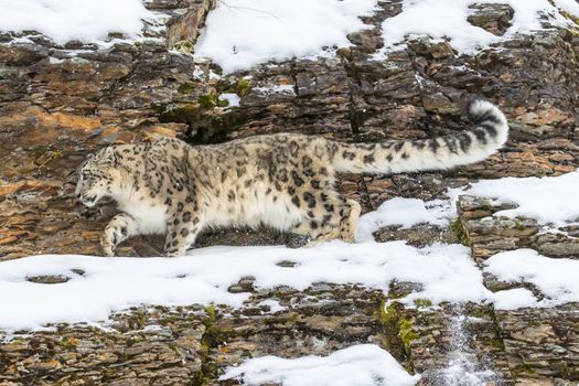 Snow Leopard in a snowy forest hunting for prey.
