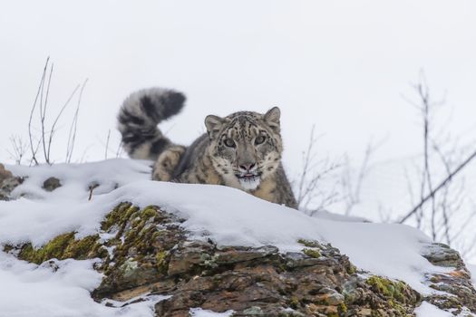 Snow Leopard in a snowy forest hunting for prey.