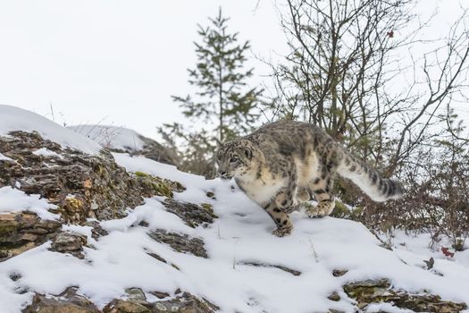 Snow Leopard in a snowy forest hunting for prey.