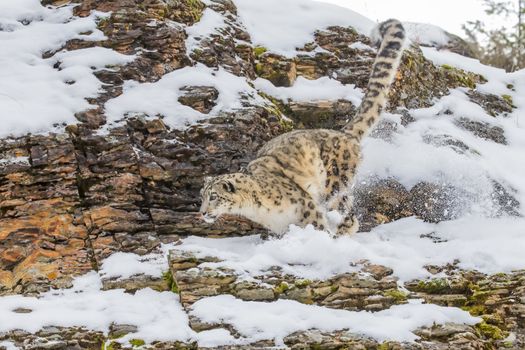 Snow Leopard in a snowy forest hunting for prey.