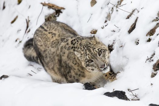 Snow Leopard in a snowy forest hunting for prey.