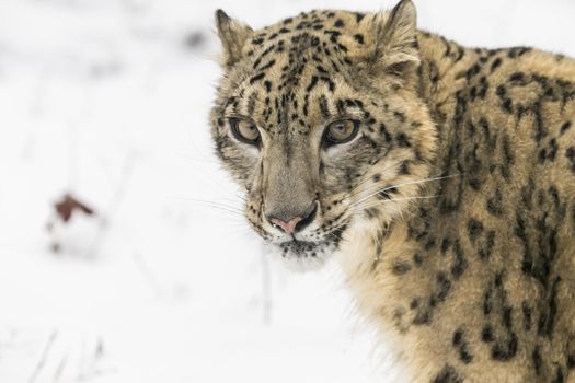 Snow Leopard in a snowy forest hunting for prey.