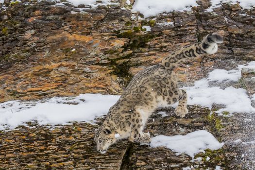 Snow Leopard in a snowy forest hunting for prey.