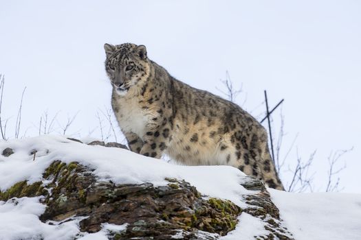 Snow Leopard in a snowy forest hunting for prey.