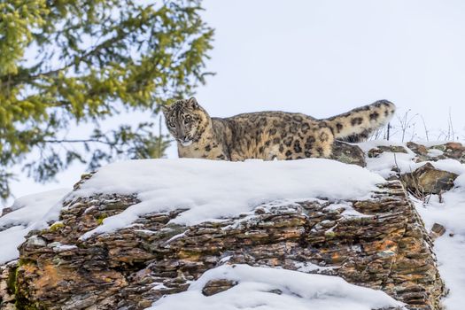 Snow Leopard in a snowy forest hunting for prey.