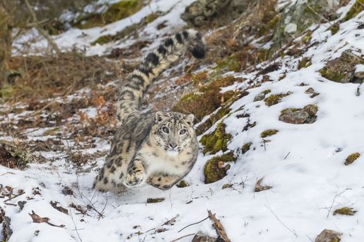 Snow Leopard in a snowy forest hunting for prey.