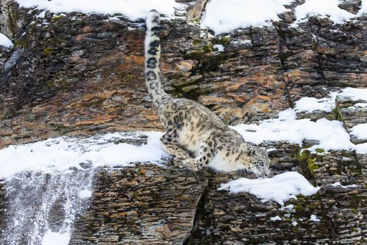 Snow Leopard in a snowy forest hunting for prey.