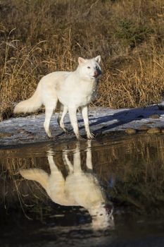 Two Arctic Wolves play around near an icy pond in a snowy forest hunting for prey.