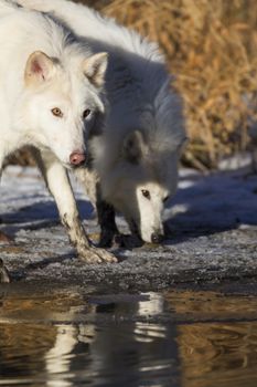 Two Arctic Wolves play around near an icy pond in a snowy forest hunting for prey.