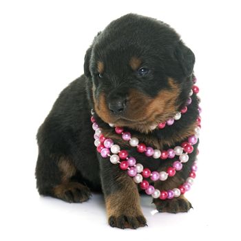 young puppy rottweiler in front of white background