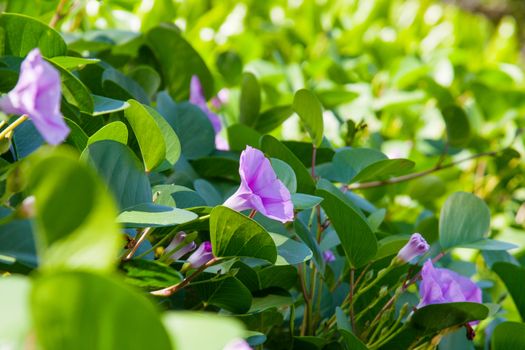 Beautiful relax image of asian purple flowers in green leaves